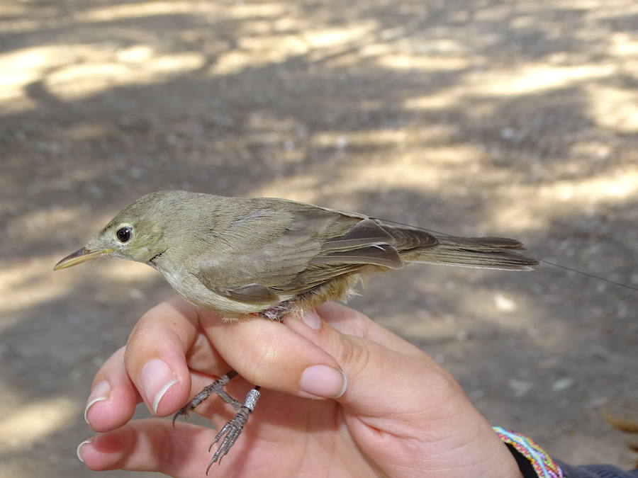 ANSE marca en Murcia con radioemisores tres ejemplares de esta pequeña ave migratoria, una de las especies menos conocidas de la península